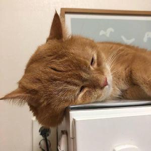 **色毛片免费看
